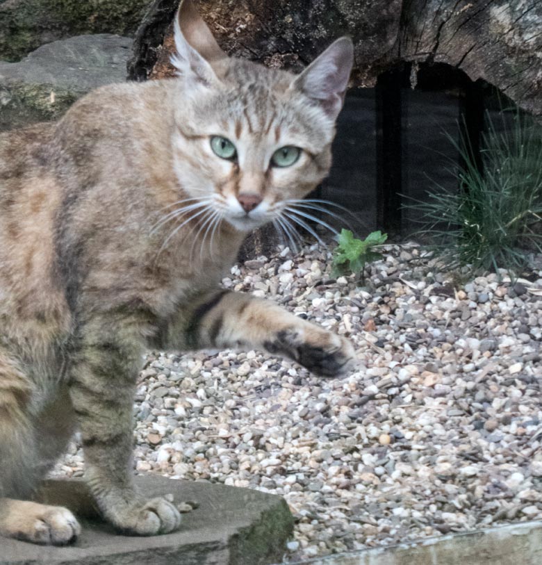 Oman-Falbkatze am 25. Juli 2018 auf der Außenanlage am Kleinkatzenhaus im Zoologischen Garten Wuppertal