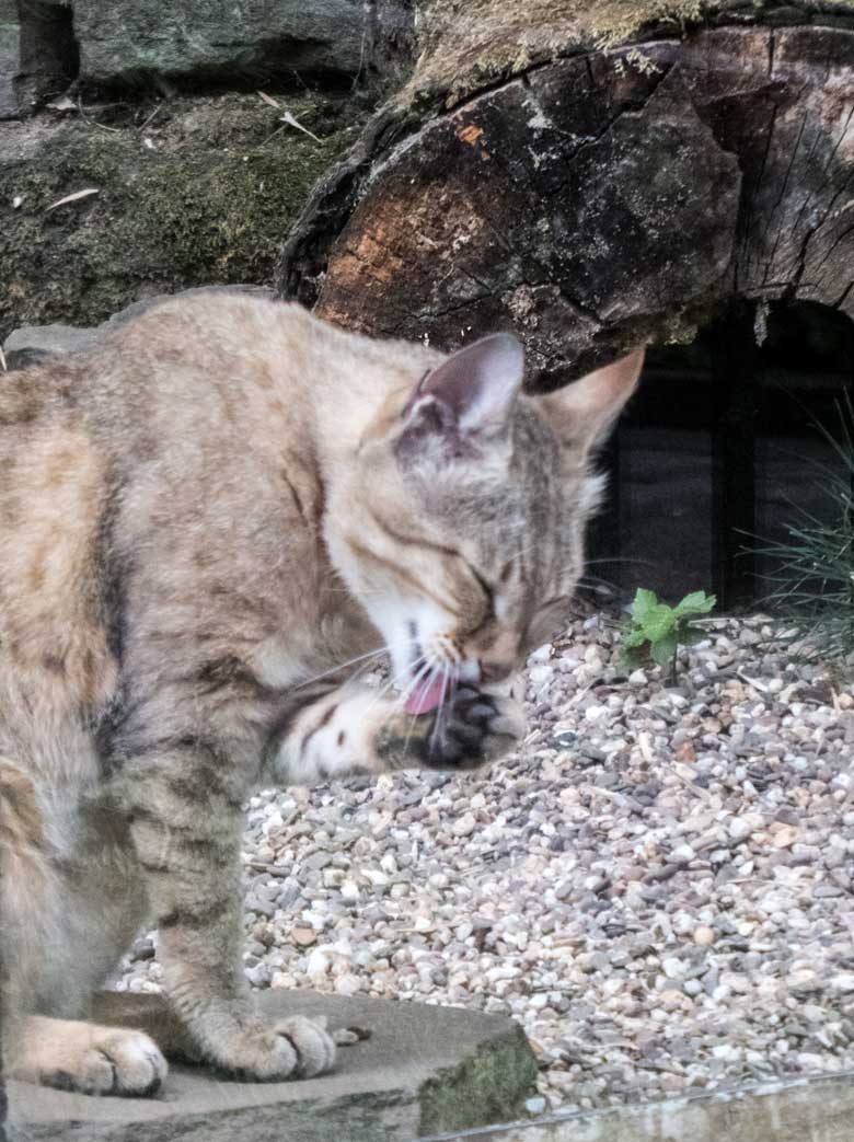 Oman-Falbkatze am 25. Juli 2018 auf der Außenanlage am Kleinkatzenhaus im Wuppertaler Zoo