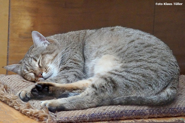 Männliche Oman-Falbkatze MASKAT am 25. Oktober 2019 im Kleinkatzen-Haus im Wuppertaler Zoo (Foto Klaus Tüller)