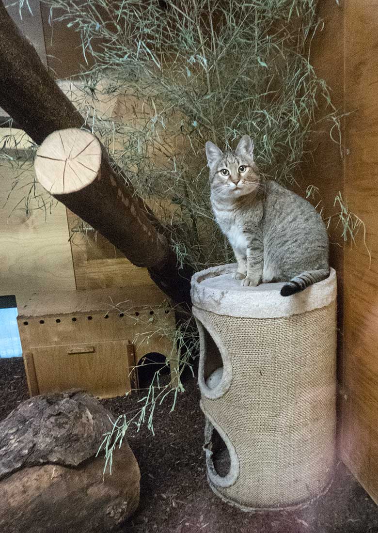 Oman-Falbkatze Kater MASKAT am 2. Dezember 2019 im Kleinkatzen-Haus im Wuppertaler Zoo