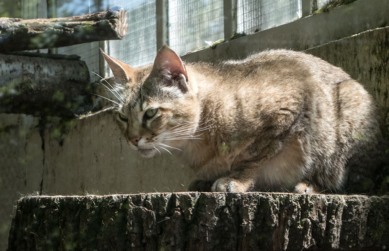 Männliche Oman-Falbkatze MASKAT am 28. Mai 2020 auf der Außenanlage am Kleinkatzen-Haus im Grünen Zoo Wuppertal