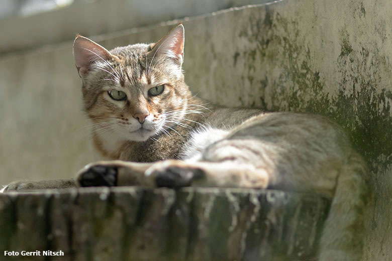 Männliche Oman-Falbkatze MASKAT am 22. August 2020 auf der Außenanlage am Kleinkatzen-Haus im Grünen Zoo Wuppertal (Foto Gerrit Nitsch)