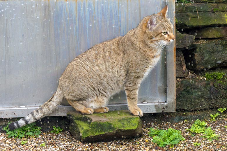 Männliche Oman-Falbkatze MASKAT am 10. März 2021 in der Außenanlage am Kleinkatzen-Haus im Zoo Wuppertal