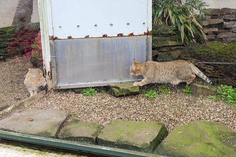 Weibliche Oman-Falbkatze BAHLA und ännliche Oman-Falbkatze MASKAT (rechts) am 10. März 2021 in der Außenanlage am Kleinkatzen-Haus im Wuppertaler Zoo