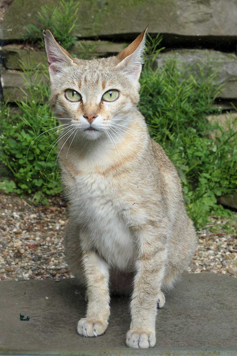 Weibliche Oman-Falbkatze BAHLA am 21. Mai 2021 in der Außenanlage am Kleinkatzen-Haus im Zoologischen Garten Wuppertal