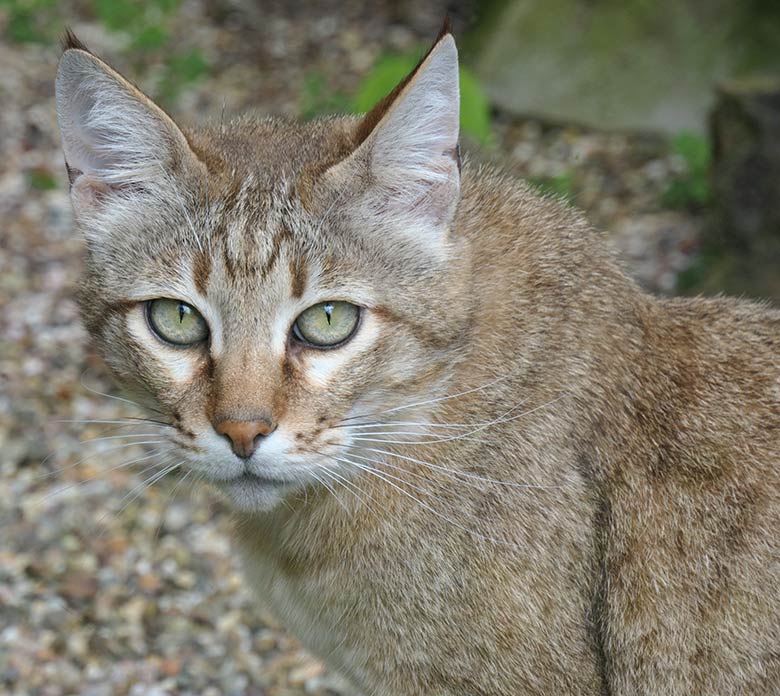 Männliche Oman-Falbkatze MASKAT am 21. Mai 2021 in der Außenanlage am Kleinkatzen-Haus im Zoo Wuppertal