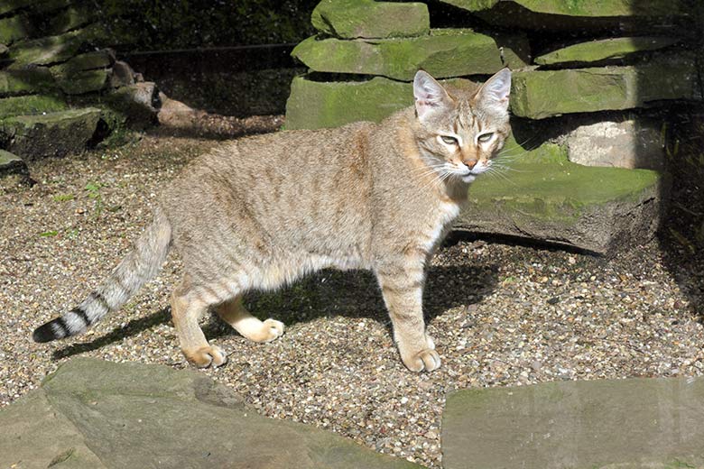 Männliche Oman-Falbkatze MASKAT am 21. Mai 2021 in der Außenanlage am Kleinkatzen-Haus im Grünen Zoo Wuppertal