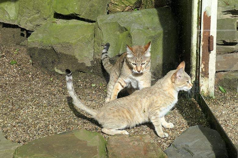 Weibliche Oman-Falbkatze BAHLA und männliche Oman-Falbkatze MASKAT (hinten) am 21. Mai 2021 in der Außenanlage am Kleinkatzen-Haus im Zoologischen Garten der Stadt Wuppertal