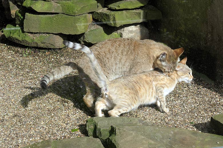 Weibliche Oman-Falbkatze BAHLA und männliche Oman-Falbkatze MASKAT (hinten) am 21. Mai 2021 in der Außenanlage am Kleinkatzen-Haus im Grünen Zoo Wuppertal