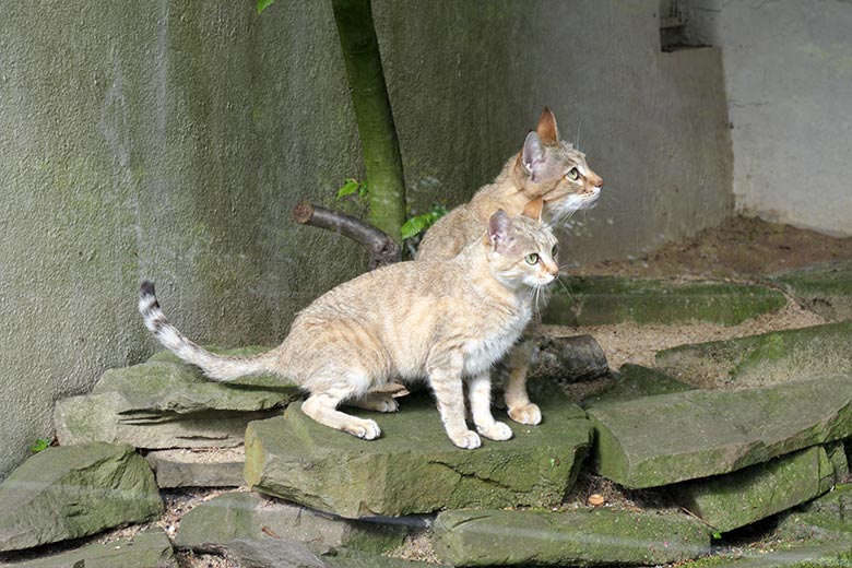 Weibliche Oman-Falbkatze BAHLA und männliche Oman-Falbkatze MASKAT (hinten) am 21. Mai 2021 in der Außenanlage am Kleinkatzen-Haus im Wuppertaler Zoo