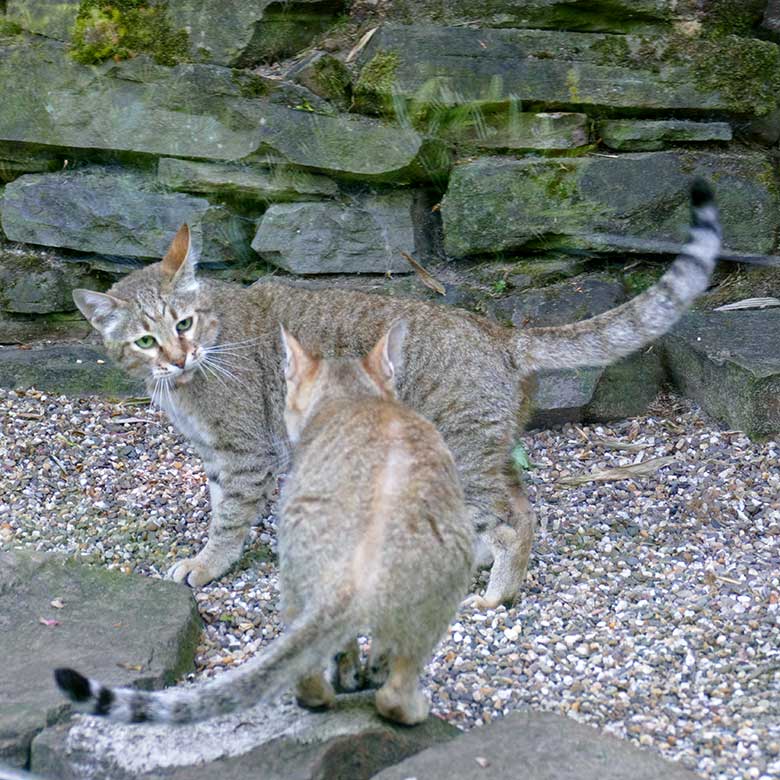 Oman-Falbkatzen-Katze BAHLA und Oman-Falbkatzen-Kater MASKAT (hinten) am 15. Maii 2022 auf der Außenanlage am Kleinkatzen-Haus im Wuppertaler Zoo