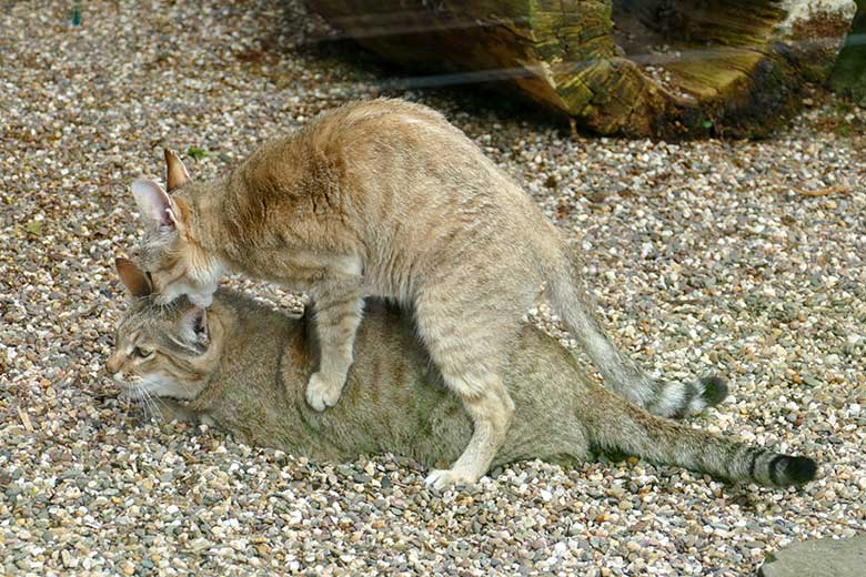 Oman-Falbkatzen MASKAT und BAHLA (oben) am 17. Maii 2022 auf der Außenanlage am Kleinkatzen-Haus im Grünen Zoo Wuppertal