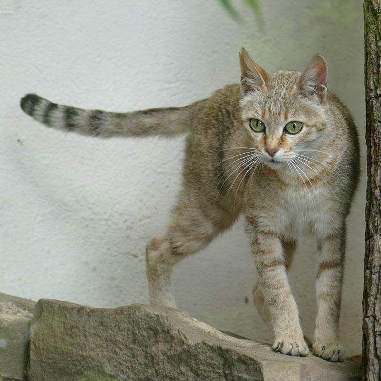 Weibliche Oman-Falbkatze BAHLA am 17. Maii 2022 auf der Außenanlage am Kleinkatzen-Haus im Zoo Wuppertal