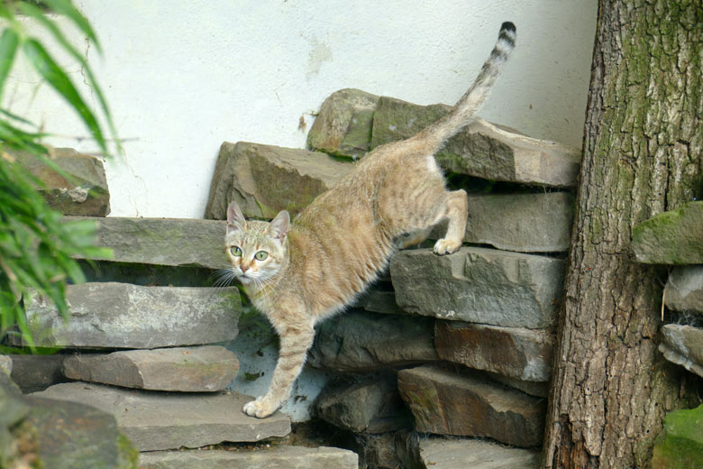 Weibliche Oman-Falbkatze BAHLA am 17. Maii 2022 auf der Außenanlage am Kleinkatzen-Haus im Wuppertaler Zoo