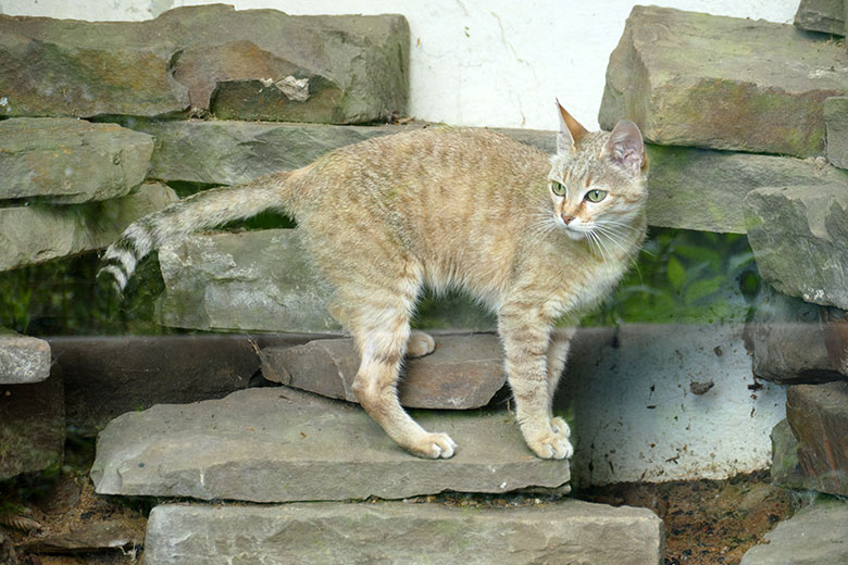 Weibliche Oman-Falbkatze BAHLA am 17. Maii 2022 auf der Außenanlage am Kleinkatzen-Haus im Grünen Zoo Wuppertal