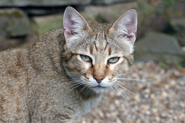 Männliche Oman-Falbkatze MASKAT am 17. Maii 2022 auf der Außenanlage am Kleinkatzen-Haus im Zoologischen Garten Wuppertal