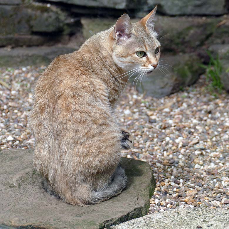 Weibliche Oman-Falbkatze BAHLA am 21. Juni 2022 auf der Außenanlage am Kleinkatzen-Haus im Zoo Wuppertal