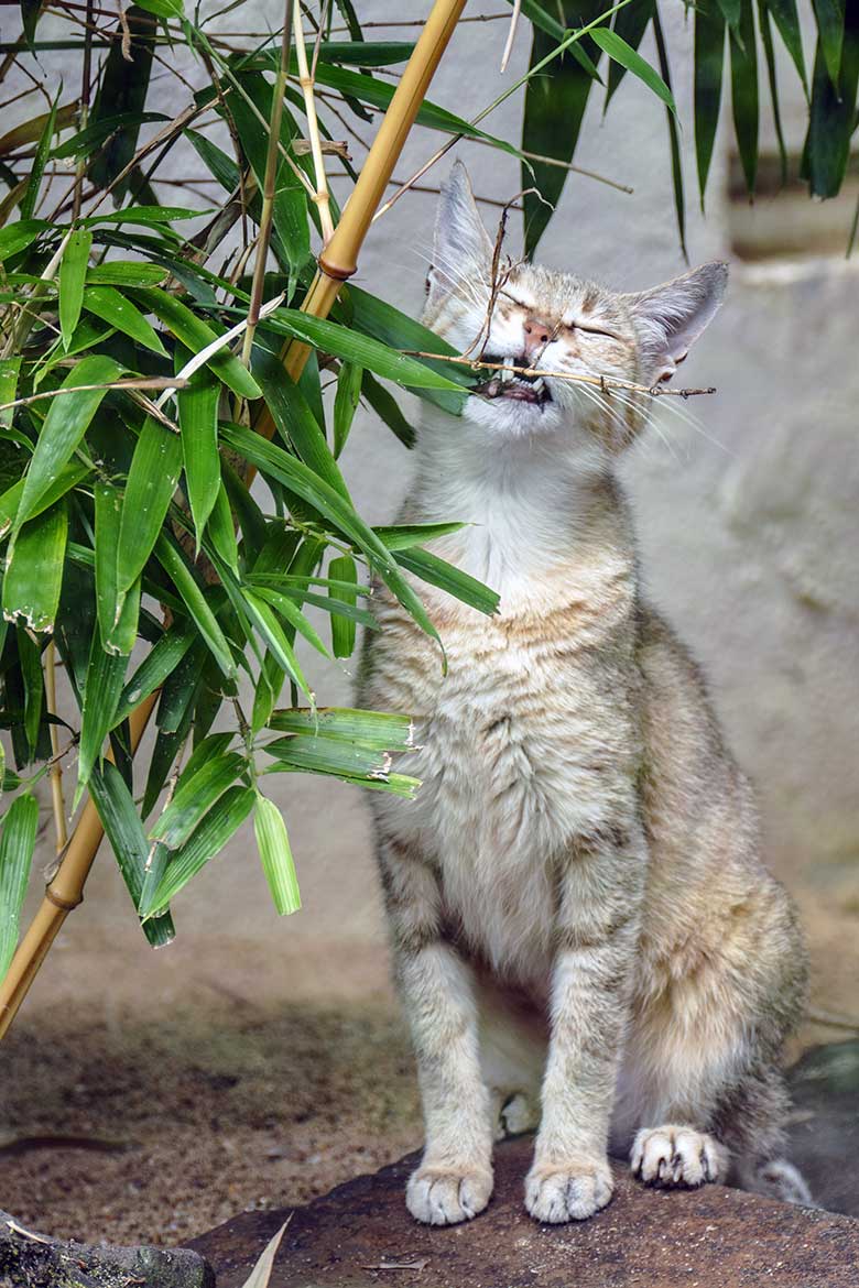 Weibliche Oman-Falbkatze BAHLA am 21. Juni 2022 auf der Außenanlage am Kleinkatzen-Haus im Zoologischen Garten Wuppertal