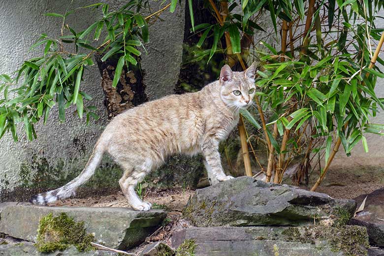 Weibliche Oman-Falbkatze BAHLA am 21. Juni 2022 auf der Außenanlage am Kleinkatzen-Haus im Zoo Wuppertal