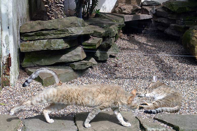 Weibliche Oman-Falbkatze BAHLA und männliche Oman-Falbkatze MASKAT (rechts) am 21. Juni 2022 auf der Außenanlage am Kleinkatzen-Haus im Wuppertaler Zoo