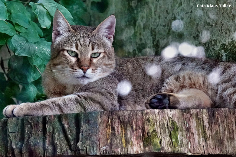 Männliche Oman-Falbkatze MASKAT am 5. September 2022 auf der Außenanlage am Kleinkatzen-Haus im Grünen Zoo Wuppertal (Foto Klaus Tüller)