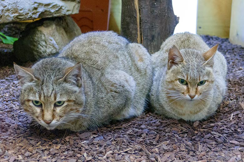 Männliche Oman-Falbkatze MASKAT und weibliche Oman-Falbkatze BAHLA am 6. November 2022 im Innengehege im Kleinkatzen-Haus im Grünen Zoo Wuppertal