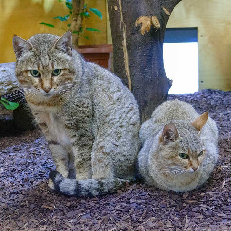 Männliche Oman-Falbkatze MASKAT und weibliche Oman-Falbkatze BAHLA am 6. November 2022 im Innengehege im Kleinkatzen-Haus im Zoologischen Garten Wuppertal