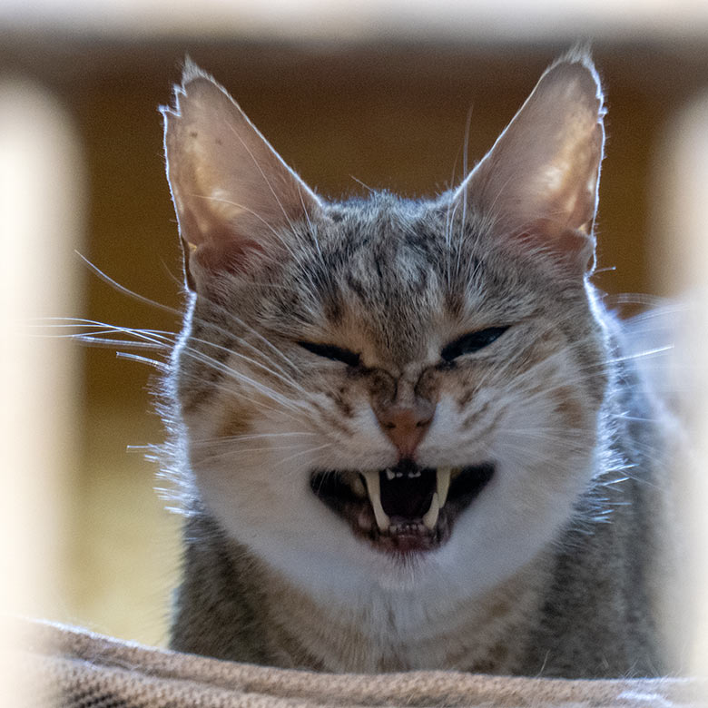 Weibliche Oman-Falbkatze BAHLA am 10. November 2024 im Kleinkatzen-Haus im Grünen Zoo Wuppertal