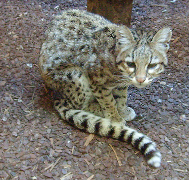 Oncilla im Wuppertaler Zoo im Januar 2009