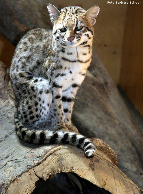 Oncilla im Zoologischen Garten Wuppertal (Foto Barbara Scheer)