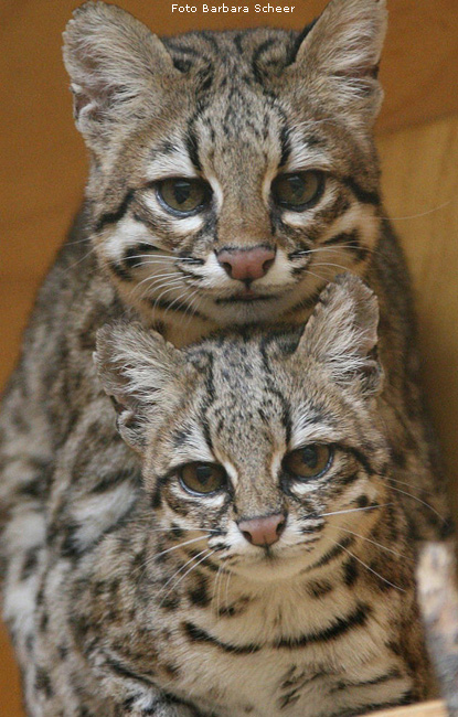 Oncillas im Zoo Wuppertal (Foto Barbara Scheer)