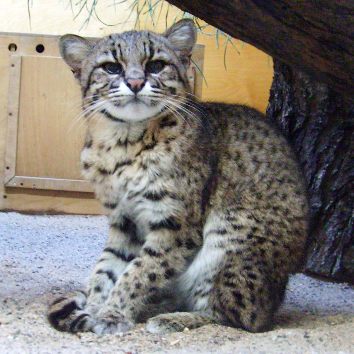 Salzkatze im Wuppertaler Zoo im November 2009