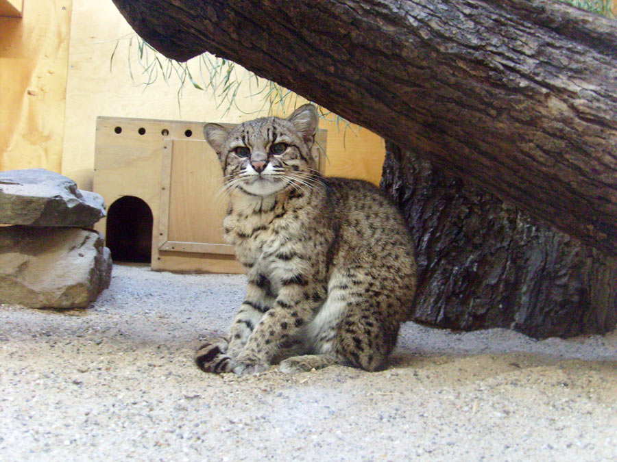 Salzkatze im Zoo Wuppertal im November 2009