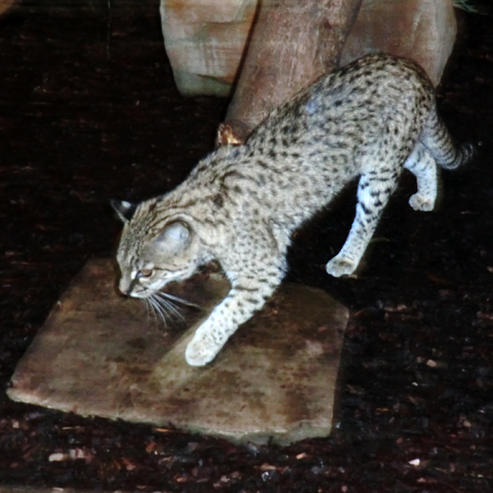 Salzkatze im Wuppertaler Zoo im Dezember 2011