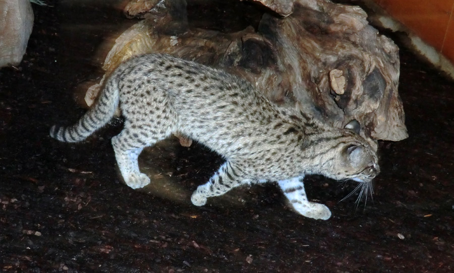 Salzkatze im Zoo Wuppertal im Dezember 2011