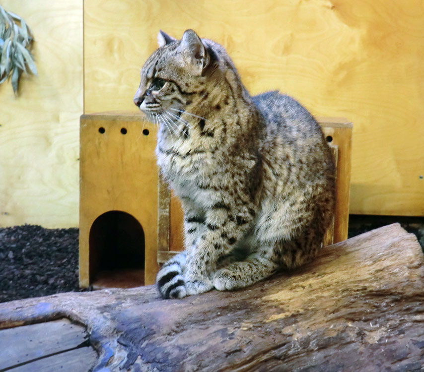 Salzkatze im Zoo Wuppertal im April 2012