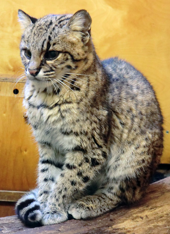 Salzkatze im Zoologischen Garten Wuppertal im April 2012