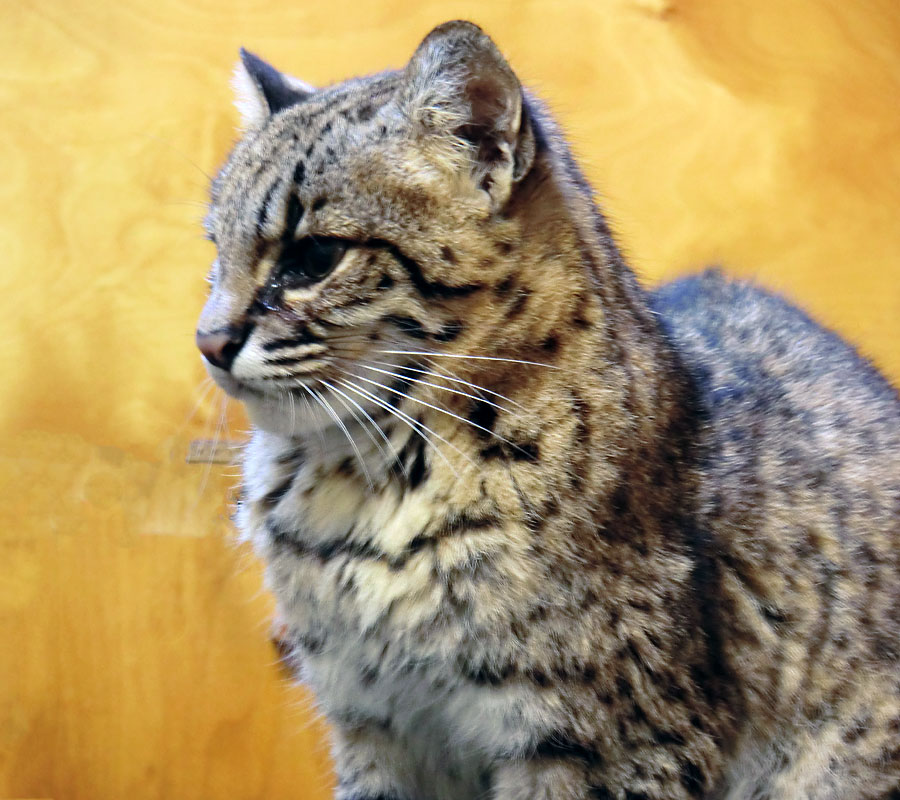 Salzkatze im Wuppertaler Zoo im April 2012