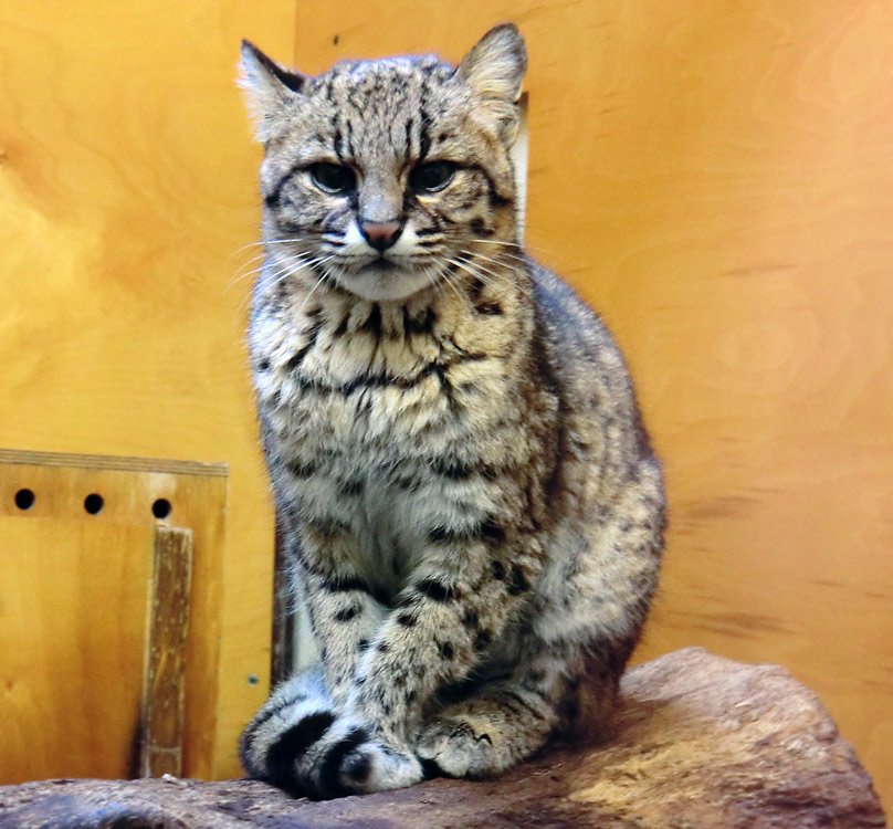 Salzkatze im Zoo Wuppertal im April 2012