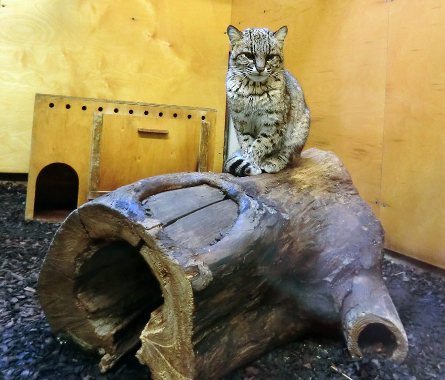 Salzkatze im Zoologischen Garten Wuppertal im April 2012