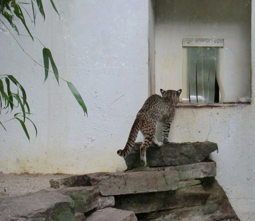 Salzkatze im Wuppertaler Zoo im Mai 2012