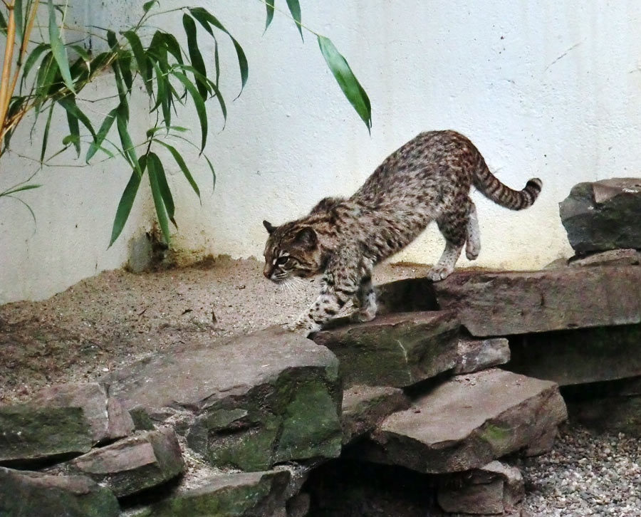 Salzkatze im Zoologischen Garten Wuppertal im Mai 2012