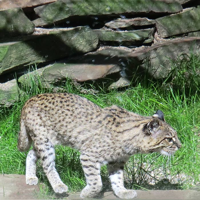 Salzkatze im Wuppertaler Zoo im Juli 2012