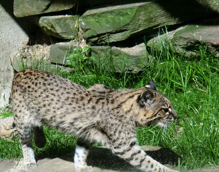 Salzkatze im Zoo Wuppertal im Juli 2012