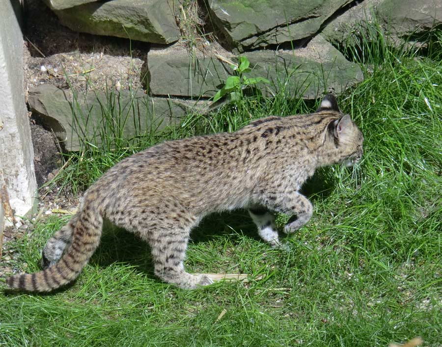 Salzkatze im Zoologischen Garten Wuppertal im Juli 2012