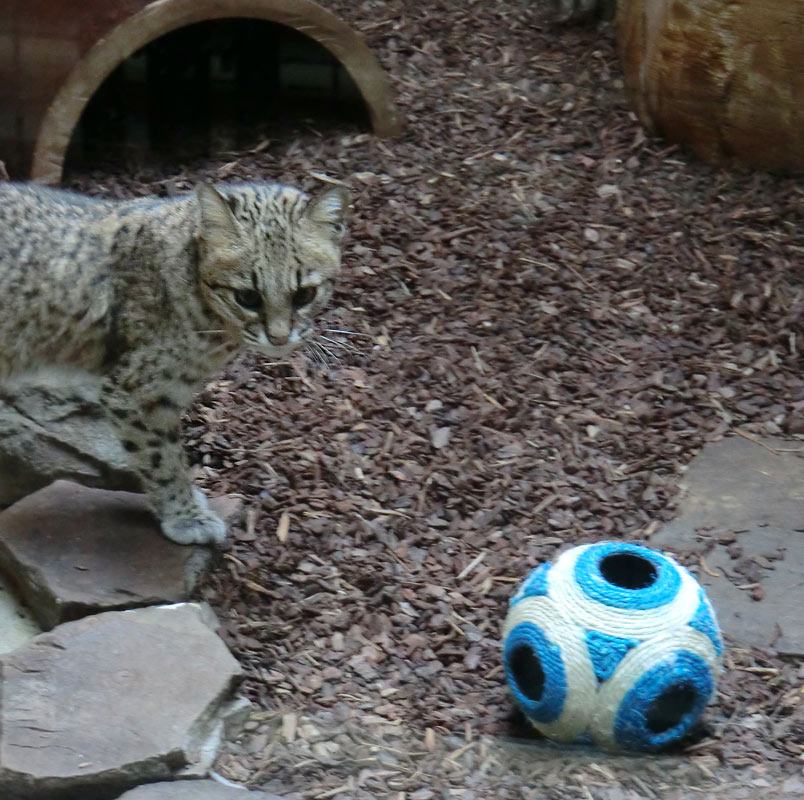 Salzkatze im Wuppertaler Zoo im April 2013