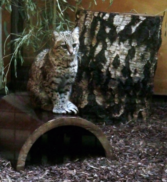 Salzkatze im Zoo Wuppertal im April 2013