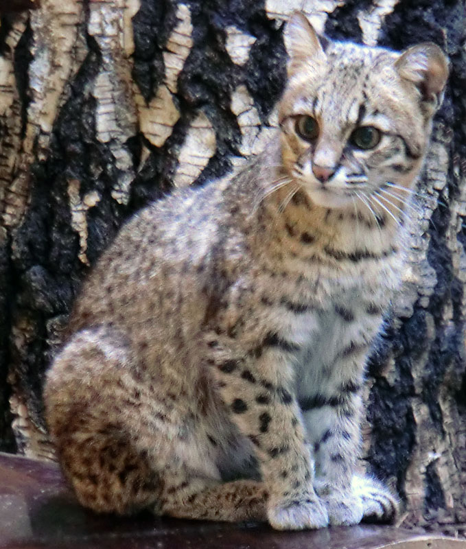 Salzkatze im Zoologischen Garten Wuppertal im April 2013