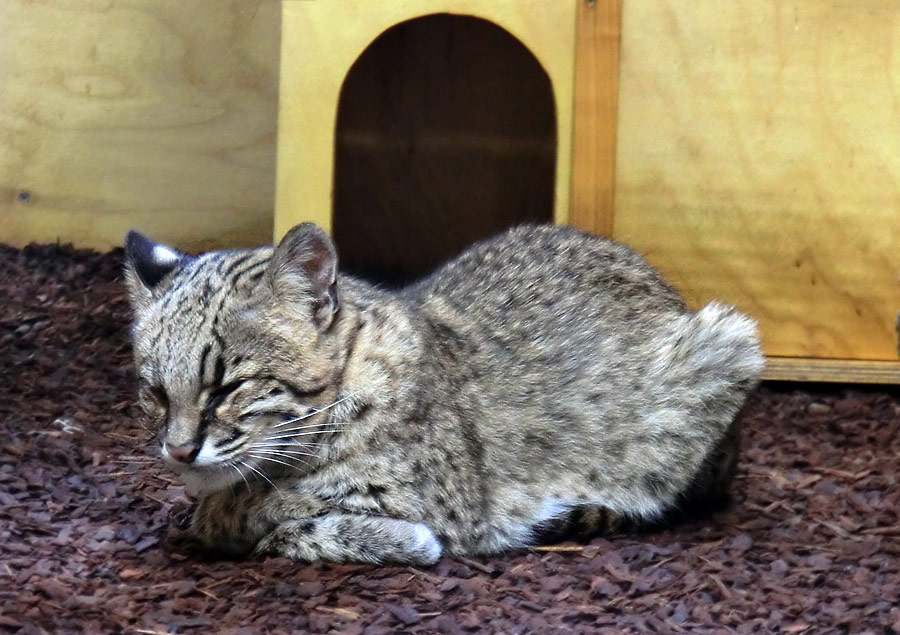 Salzkatze im Zoo Wuppertal im August 2013