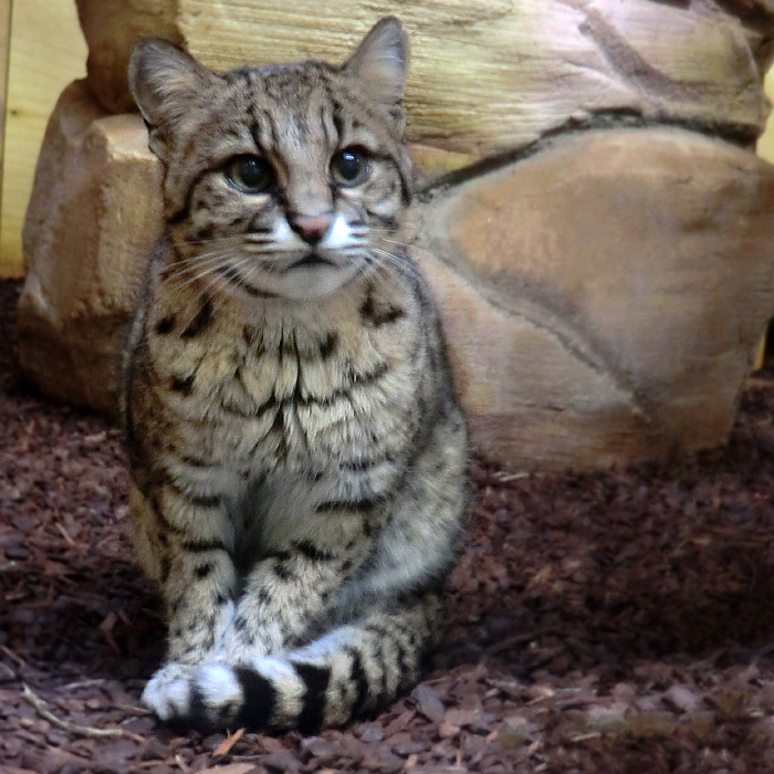 Salzkatze im Wuppertaler Zoo im November 2013